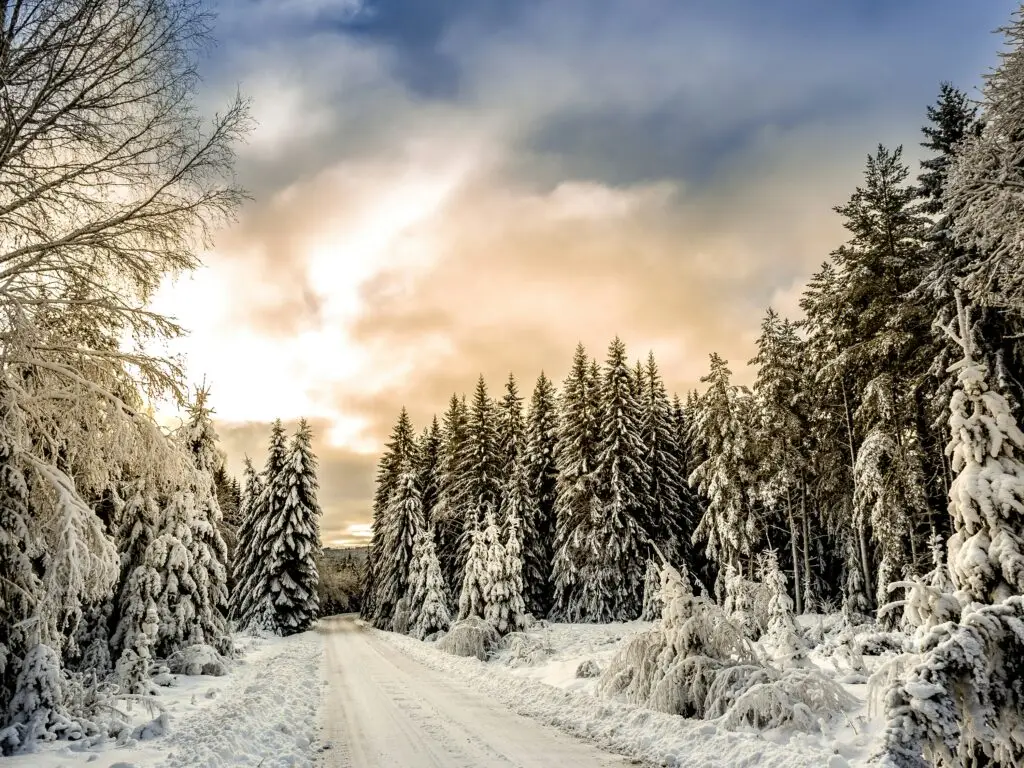 Besneeuwde dennenbomen
