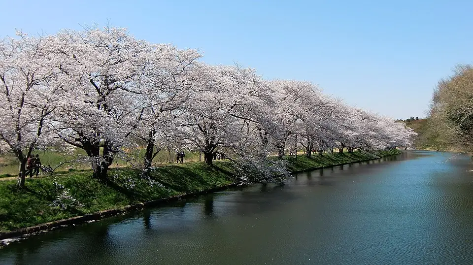 Japan kersenbloesem