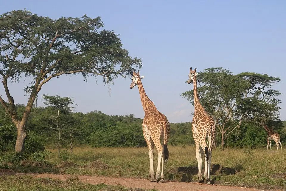Oeganda giraffen in Lake Mburo Nationaal Park