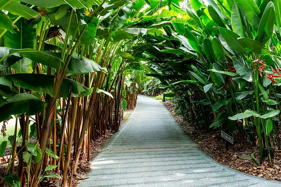 Singapore Botanische tuinen