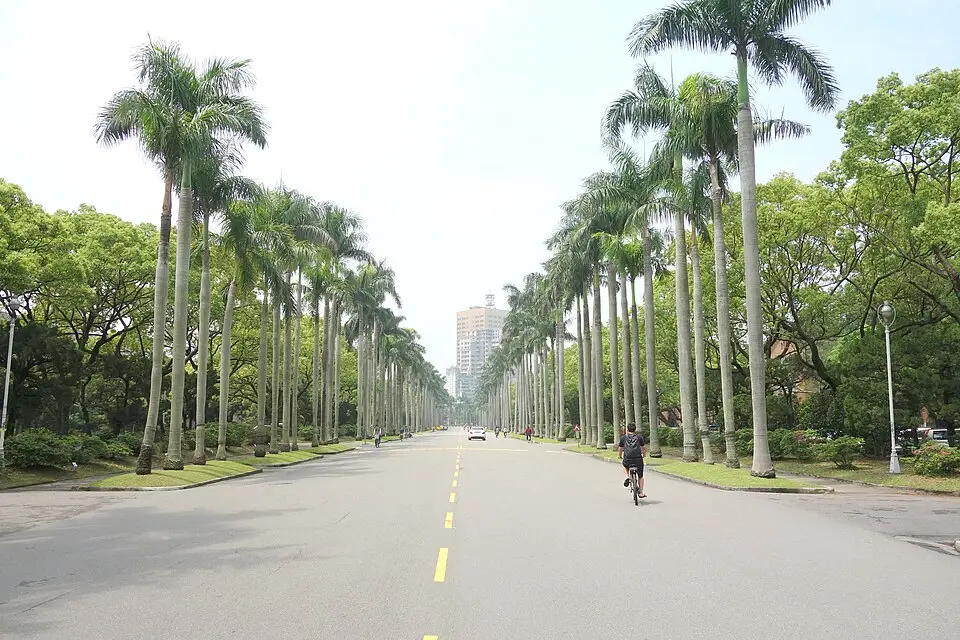 Taiwan Royal Palm boulevard