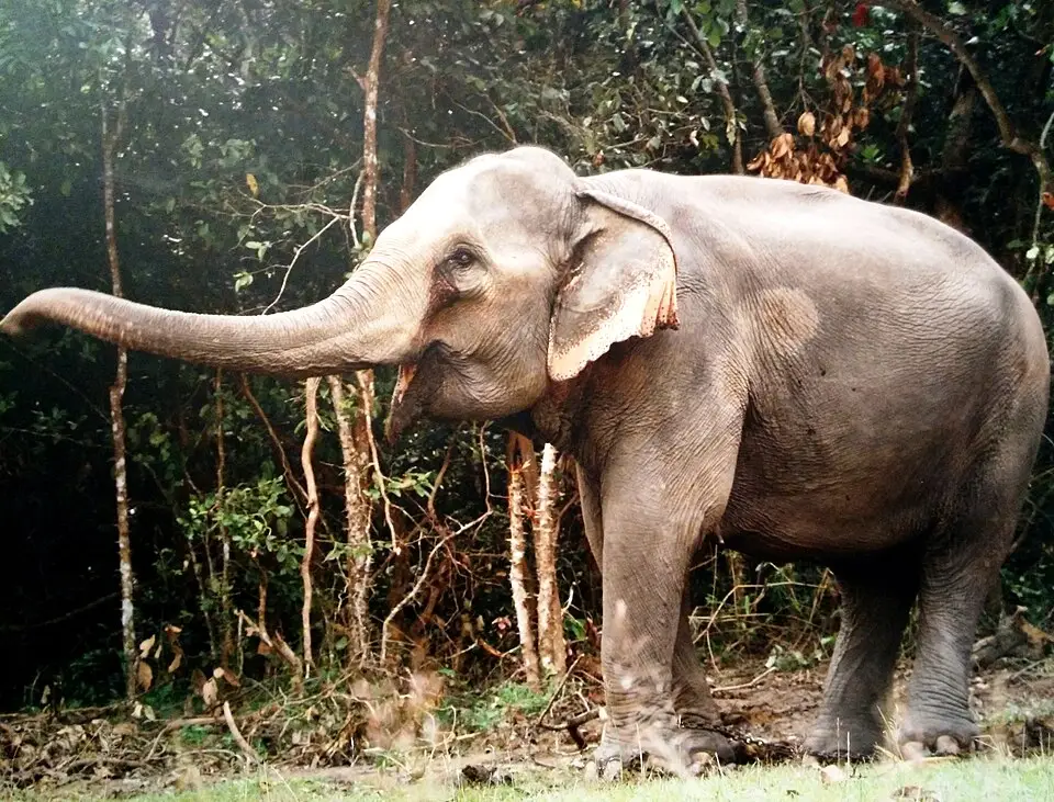 Vietnam olifant