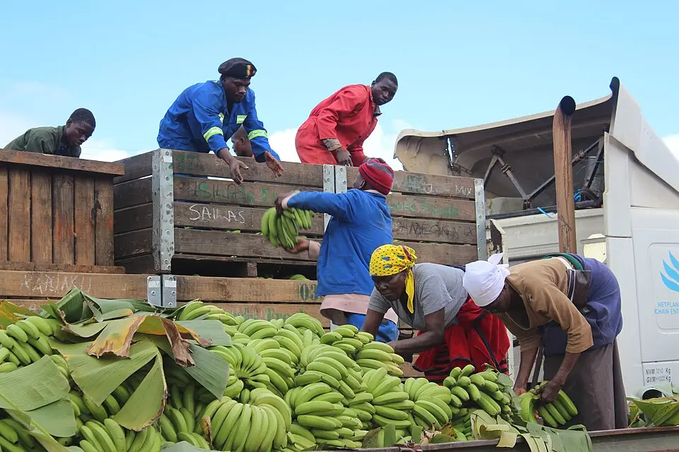 Zimbabwe bananentelers