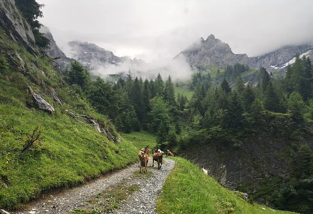 Zwitserse Alpen met geiten op het stijle pad