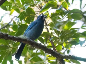 Guatemala, Stellers gaai in Tecpán