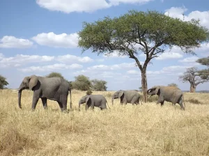 Tanzania, olifantenfamilie