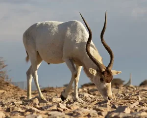 Tsjaad bedreigde diersoort Addax
