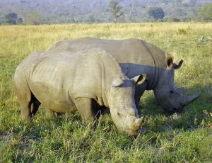 Zuid-Afrika- twee neushoorns